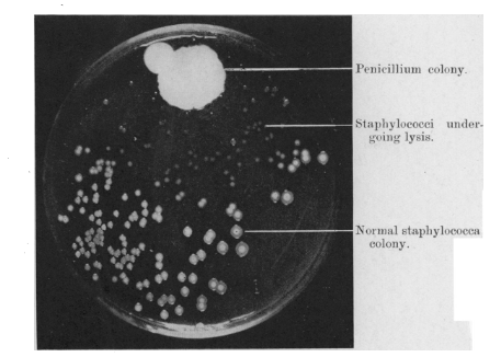 A petri dish with a large white blob growing on it labeled penicillin colony. Opposite the penicillin colony are smaller white colonies labeled bacterial colonies. In between is an empty region of the plate labeled inhibition of bacterial growth.